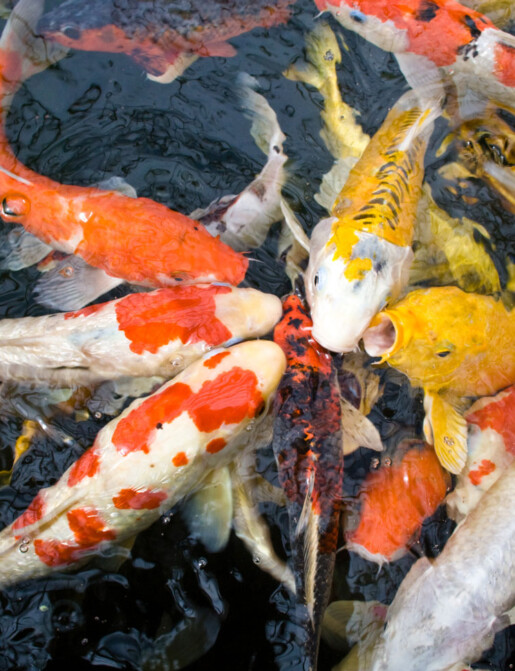 Pond best sale fish suppliers