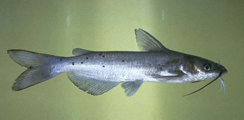 Silver Channel Catfish