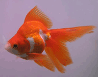 Various Goldfish Breeds